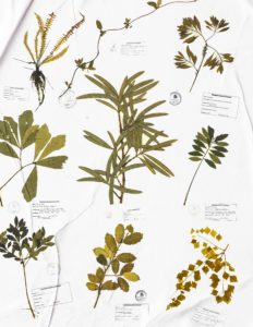 Examples from the CSU Herbarium