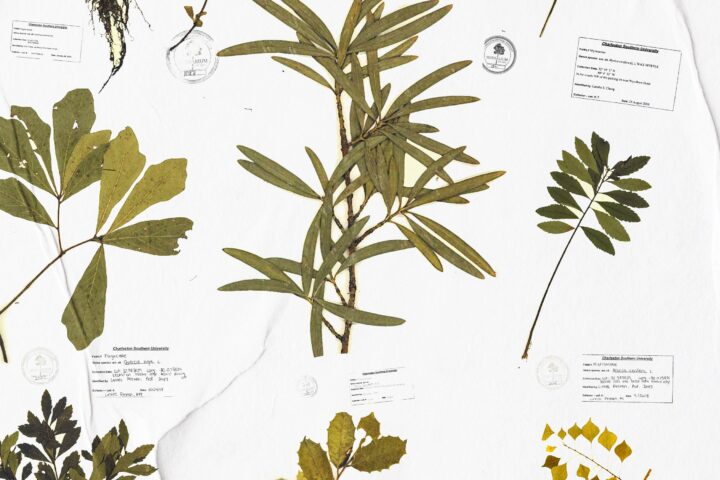 Examples from the CSU Herbarium